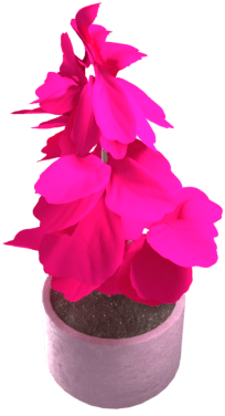 Kirsebærplante