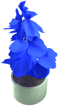 Solbærplante