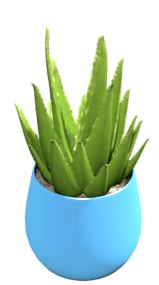 Succulent