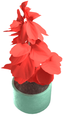 Tomatplante