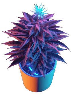 Blue Devil Kush