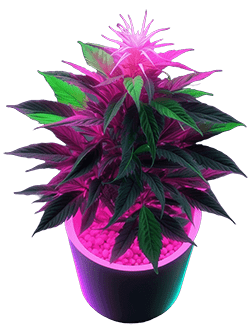 Purple Devil Kush